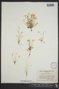 Leavenworthia stylosa image