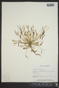 Leavenworthia stylosa image