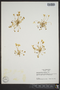 Leavenworthia stylosa image