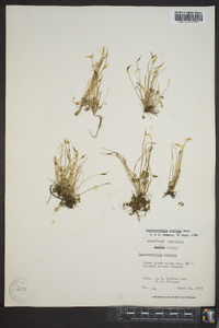 Leavenworthia stylosa image