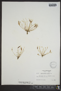 Leavenworthia stylosa image