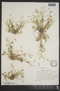 Leavenworthia stylosa image