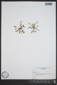 Leavenworthia stylosa image