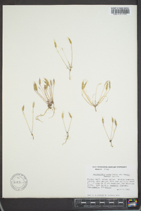 Leavenworthia aurea var. texana image