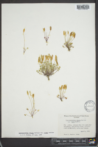 Leavenworthia exigua var. lutea image