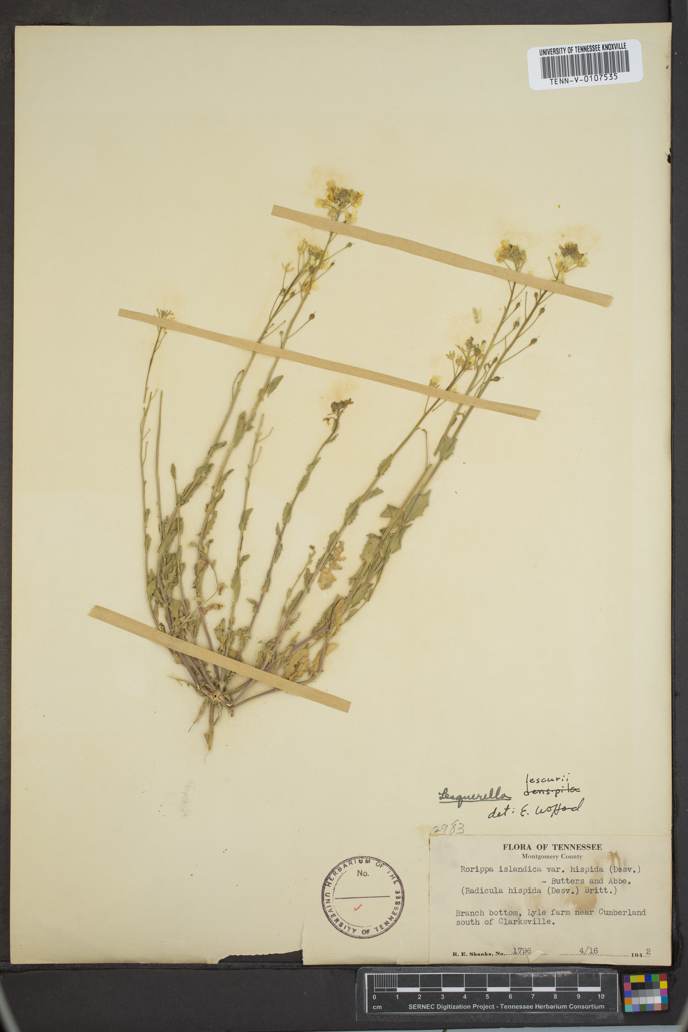 Paysonia lescurii image