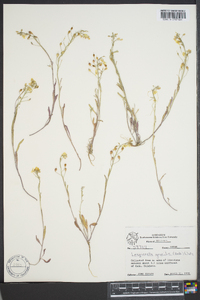 Physaria gordonii image