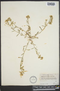 Physaria gordonii image