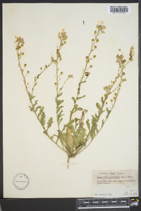 Paysonia grandiflora image