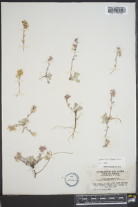 Physaria kingii subsp. latifolia image