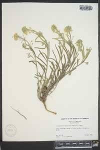 Physaria ludoviciana image