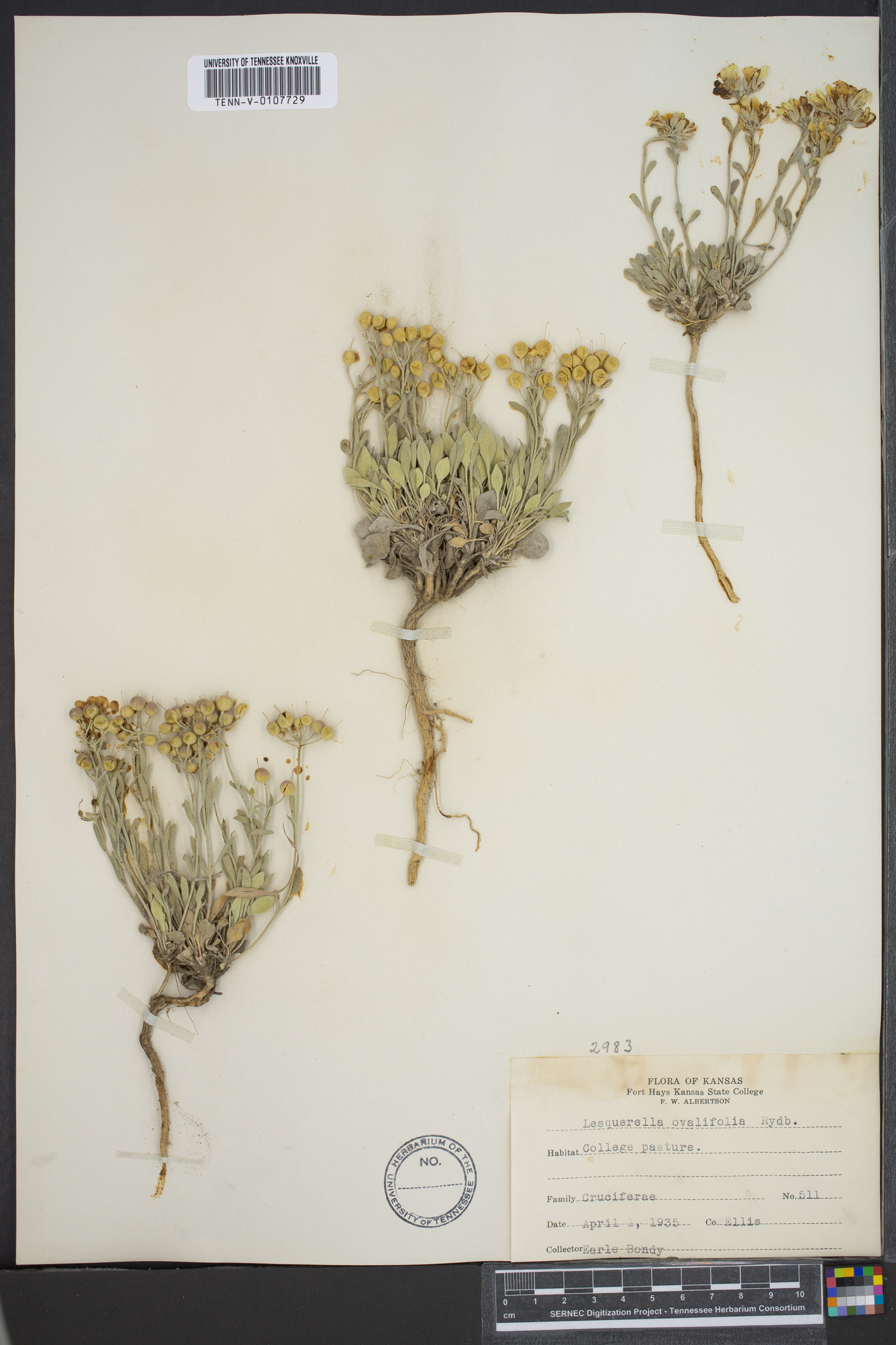 Physaria ovalifolia image
