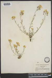 Physaria ovalifolia subsp. alba image