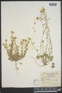 Physaria palmeri image
