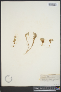 Physaria hitchcockii image