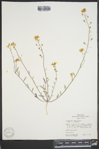 Physaria tenella image