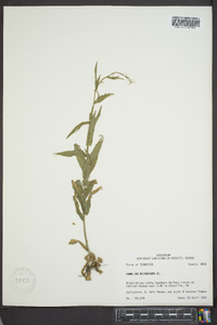 Camelina microcarpa image