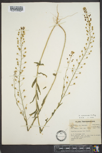 Camelina microcarpa image