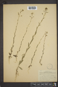 Camelina microcarpa image