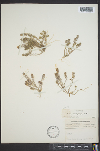 Draba brachycarpa image