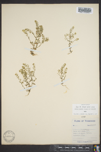 Draba brachycarpa image