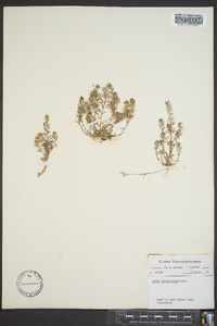 Draba brachycarpa image