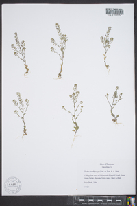 Draba brachycarpa image