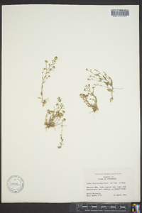 Draba brachycarpa image