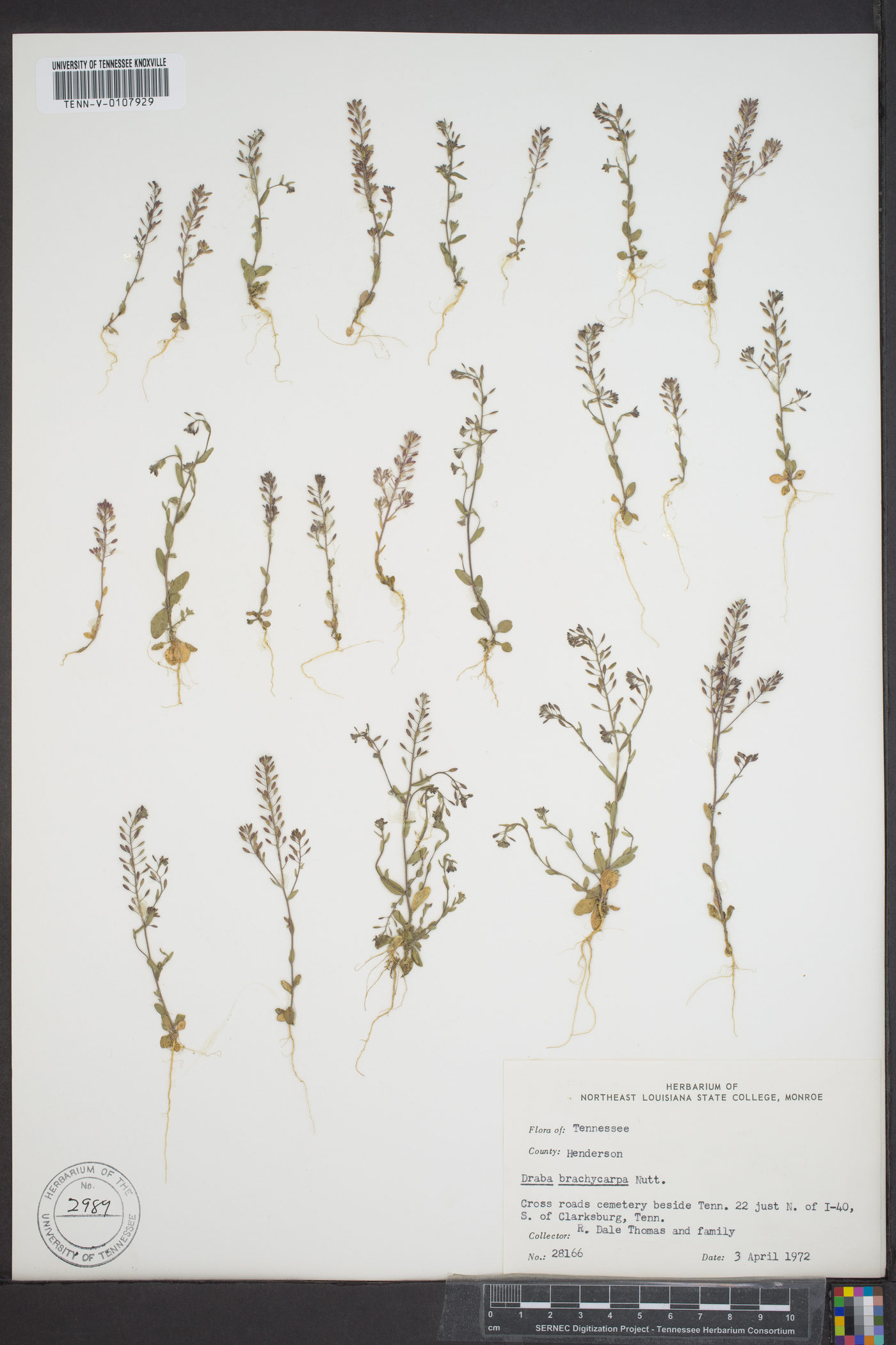 Draba brachycarpa image