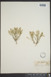 Draba brachycarpa image