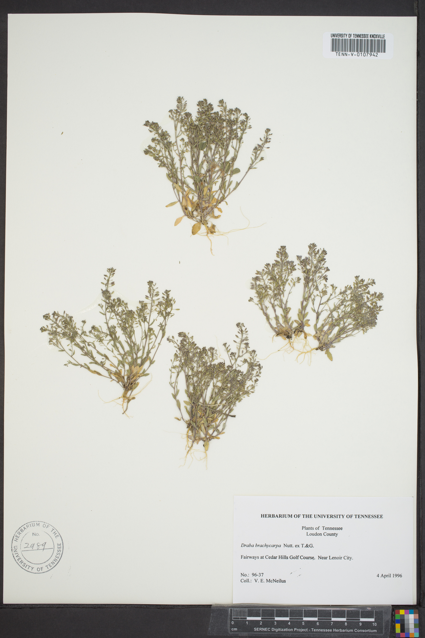 Draba brachycarpa image