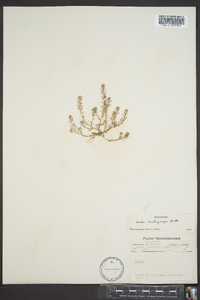 Draba brachycarpa image