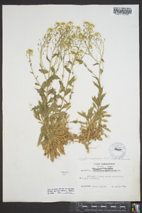 Draba ramosissima image