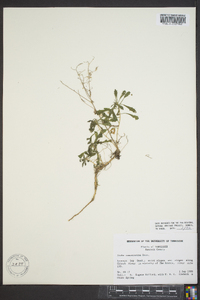 Draba ramosissima image