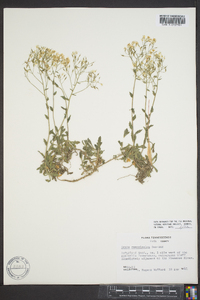 Draba ramosissima image