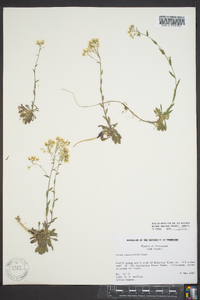 Draba ramosissima image