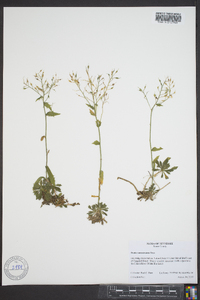 Draba ramosissima image