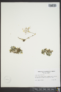 Draba ramosissima image