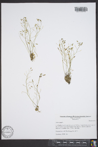 Draba verna image