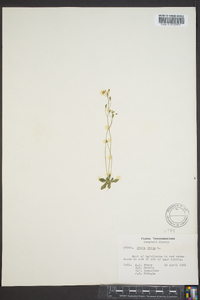 Draba verna image