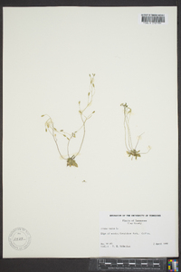 Draba verna image