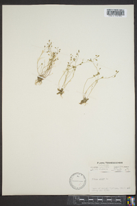 Draba verna image