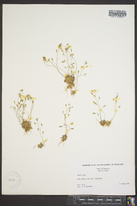 Draba verna image