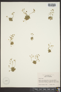 Draba verna image