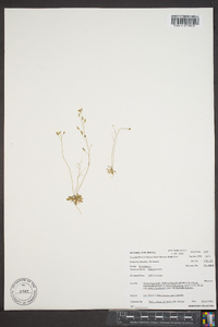 Draba verna image