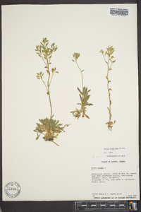 Draba arabisans image