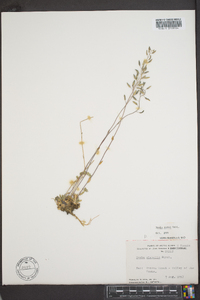 Draba aurea image