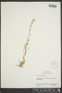 Draba aurea image