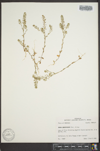 Draba brachycarpa image