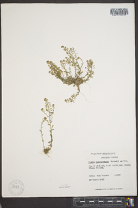 Draba brachycarpa image